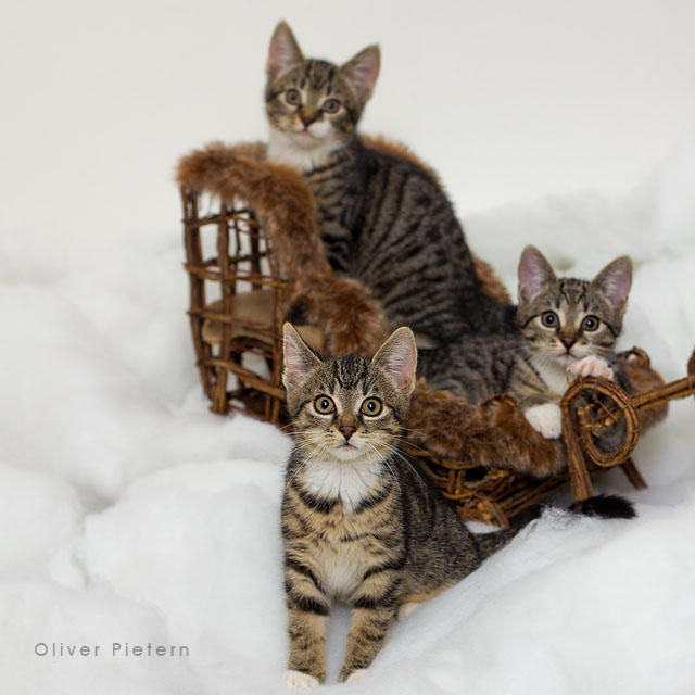 Happy Catmas 2017 by hoschie