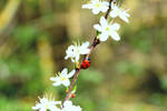 The Ladybird by i-can-talk