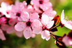 Blossom by i-can-talk