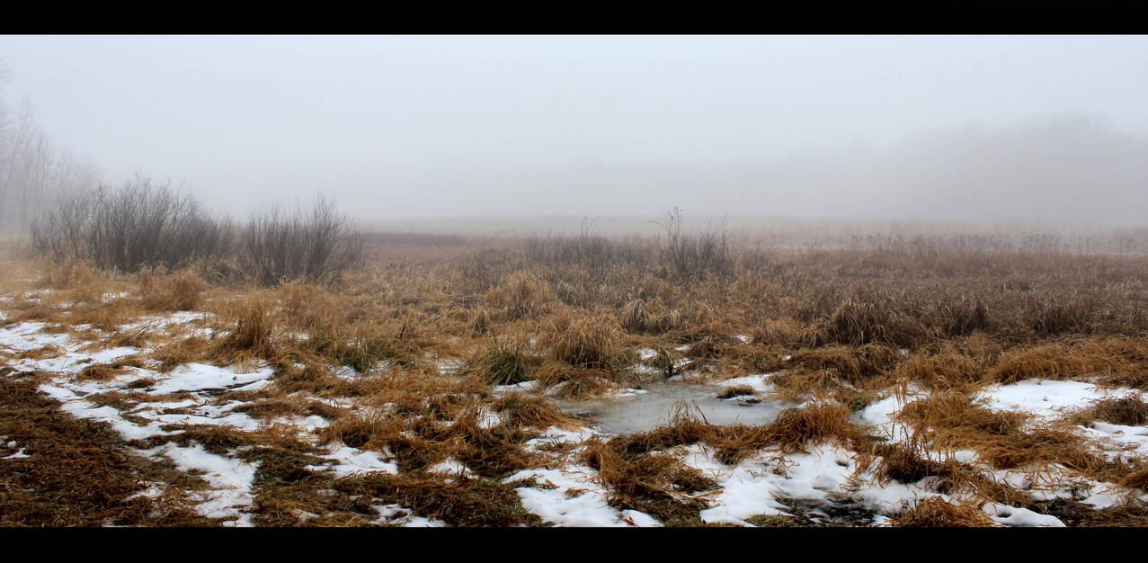 Foggy Swamp Stock by silverthorne-studios