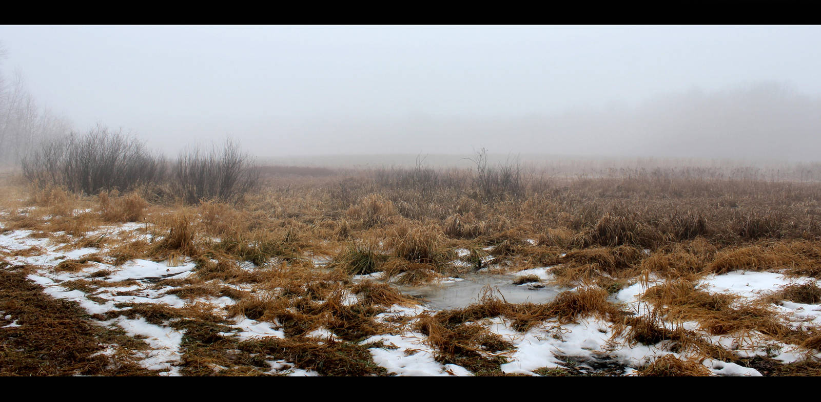 Foggy Swamp Stock by silverthorne-studios