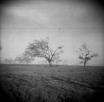 katrina tree by kateholden