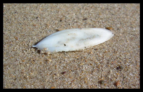 cuttlefish by Marc-Jager