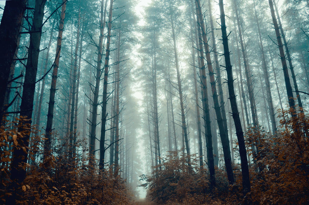 Misty morning by HendrikMandla