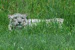Resting Snow Leopard by NicamShilova