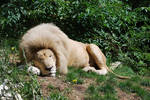 Sleep of White King by NicamShilova