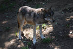 Grey Wolf 3 by NicamShilova
