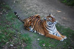Siberian Bengal Tigress 3 by NicamShilova