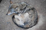 Resting Grey Wolf by NicamShilova
