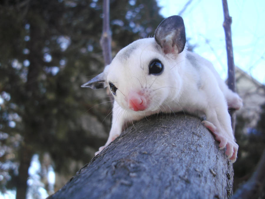 Mosaic Sugar Glider by dranger1108 on DeviantArt