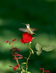 humming bird by J-Dove