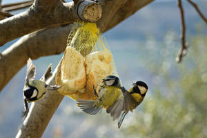 Lunch Time by CenobiteAdnaloy