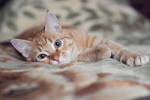 Tabby Cat IV by Patholesia