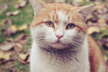 Autumn Nostalgia by RawanS