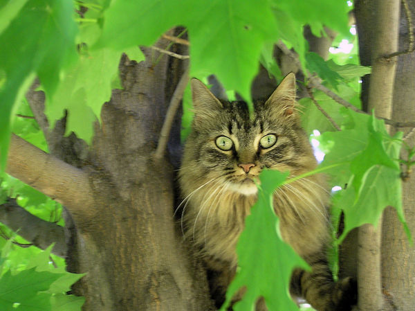 Tree Kitty Cat by kashmier