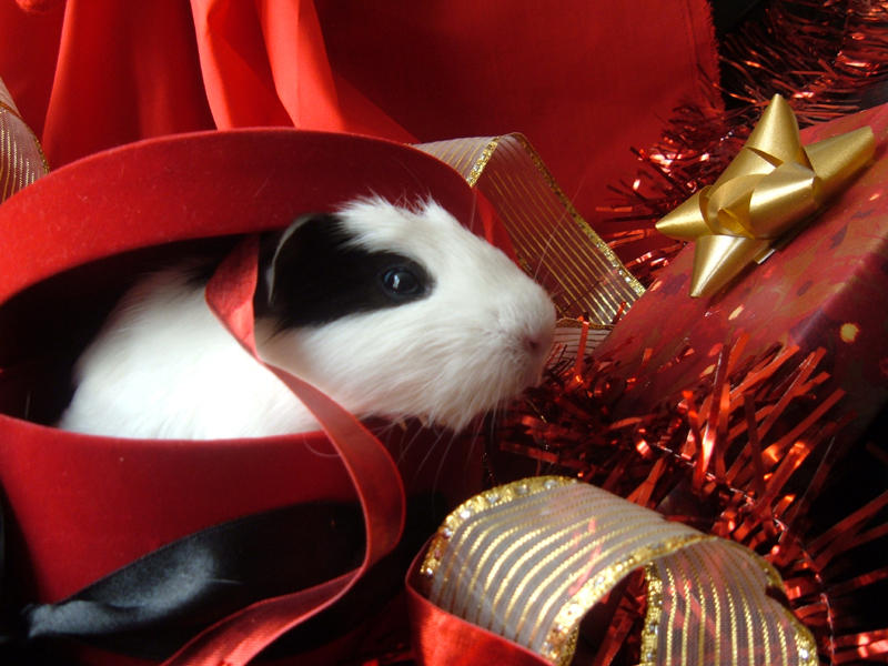 Holiday Guinea Pigs 1 by LadyTsunade