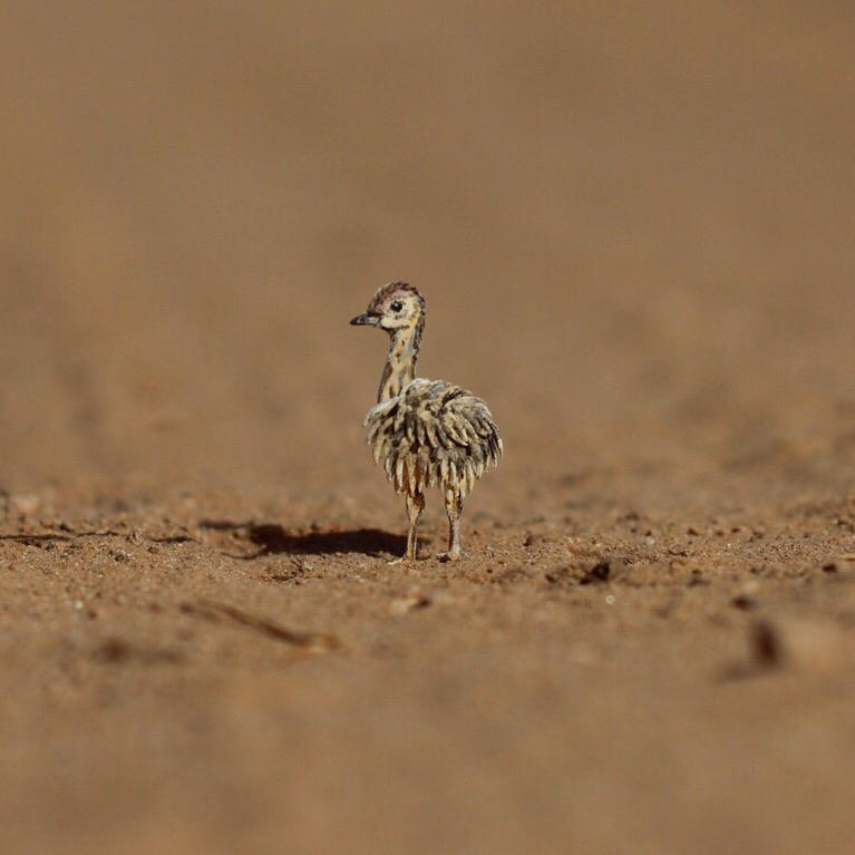 Baby Ostrich - Paper cut birds by NVillustration