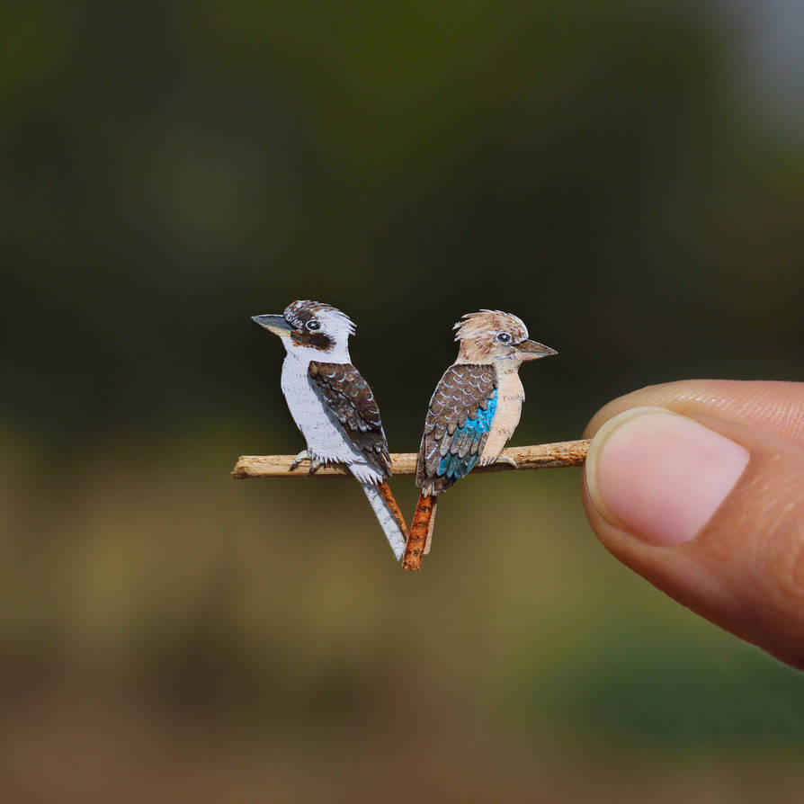 laughing kookaburra and blue
