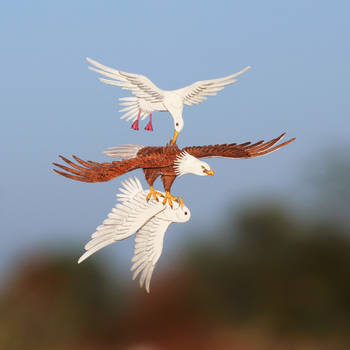 Bald Eagle vs Seagulls - Paper cut birds by NVillustration