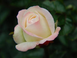 Lucent by kuzufan6789