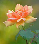 orange roses by SvitakovaEva