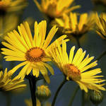 flowers in the garden 4 by SvitakovaEva