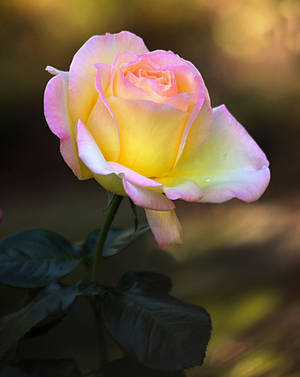 rose by SvitakovaEva rose by SvitakovaEva