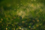 Nature-bokeh-texture by ewazielinska